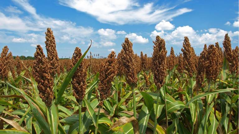 El Gobierno de China ampliará la compra de sorgo producido en Sinaloa.