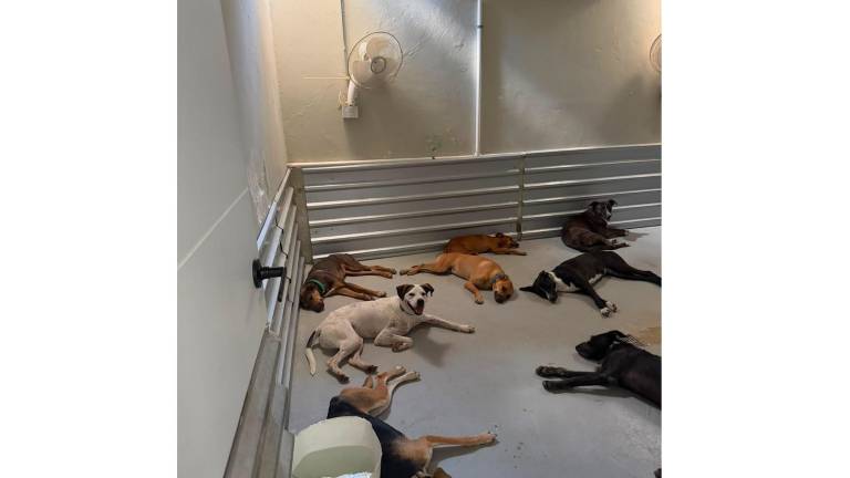 Sinaloa se encuentra en los primeros lugares a nivel nacional en reportes de maltrato, abandono y proliferación de animales en situación de calle.