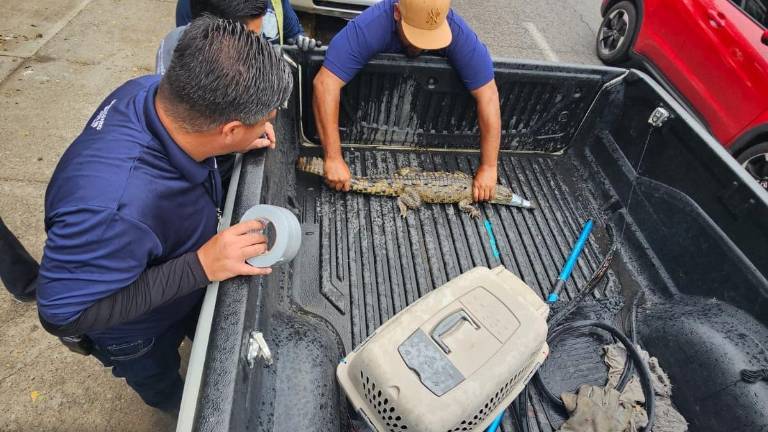 El cocodrilo fue entregado a personal del Acuario.