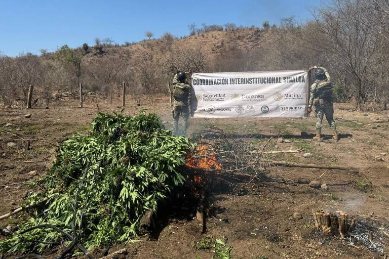 Localizan y destruyen plantío de mariguana en Cosalá; aseguran 18 toneladas de droga