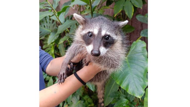 El ejemplar fue trasladado al Hospital de la Fauna del Gran Acuario Mazatlán.