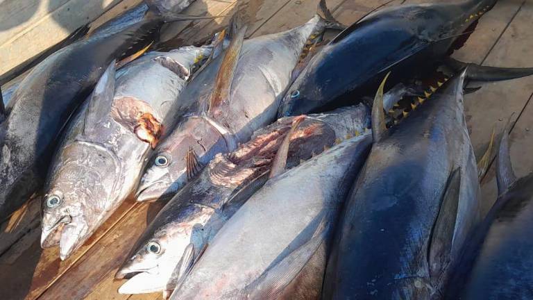 Personal de la Marina y Conapesca aseguró producto pesquero y un palangre de aproximadamente 10 kilómetros dentro de la Reserva de la Biosfera Islas Marías.