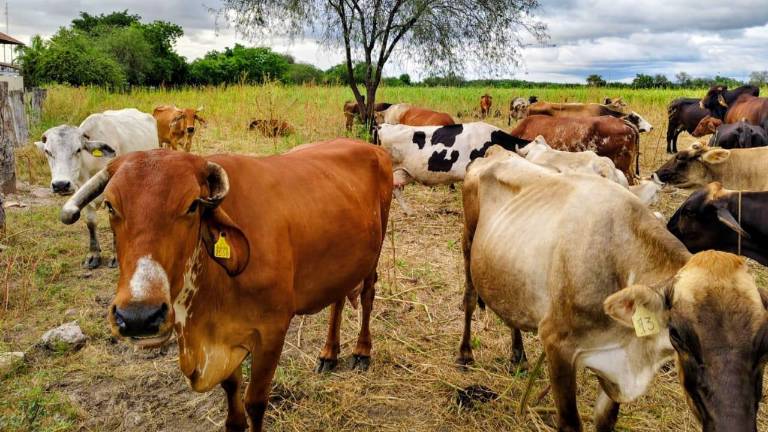 Ganaderos buscan recuperar exportación de ganado en pie.
