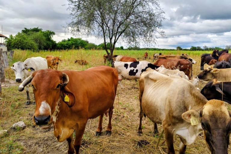 Necesario repoblar hatos para cubrir demanda de carne en Sinaloa: Unión Ganadera