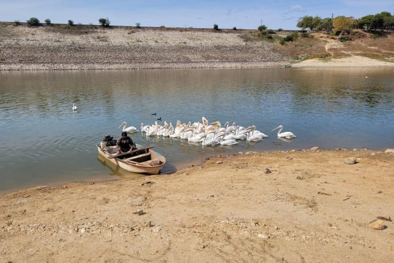 Presas de Sinaloa almacenan un 62.4% menos agua que hace un año; están abajo del 14% de su capacidad