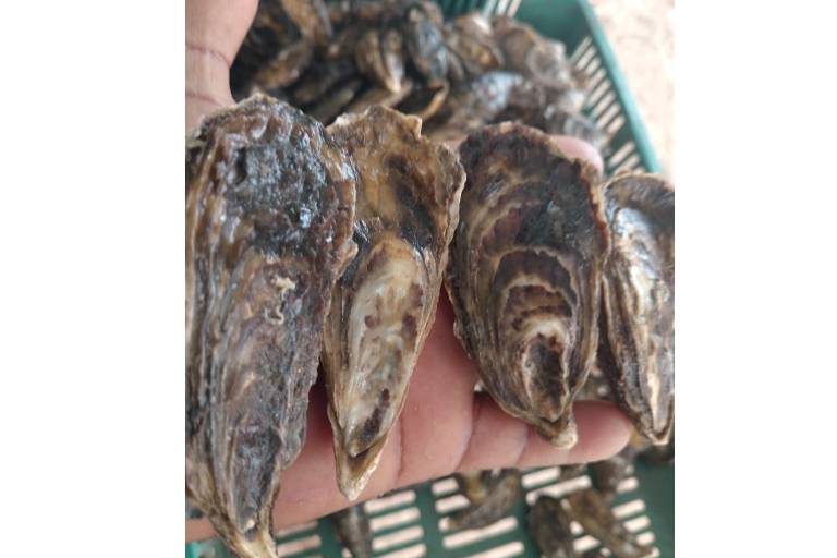 Cierra temporada de ostión en Teacapán con 5 toneladas