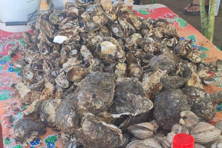 Piden al Municipio reforzar la vigilancia ante pesca furtiva de ostión de piedra en Mazatlán