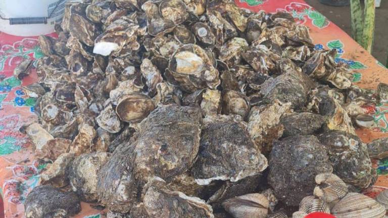 Ramírez Martínez explicó que durante el periodo de veda, la captura de ostión de piedra está estrictamente prohibida.