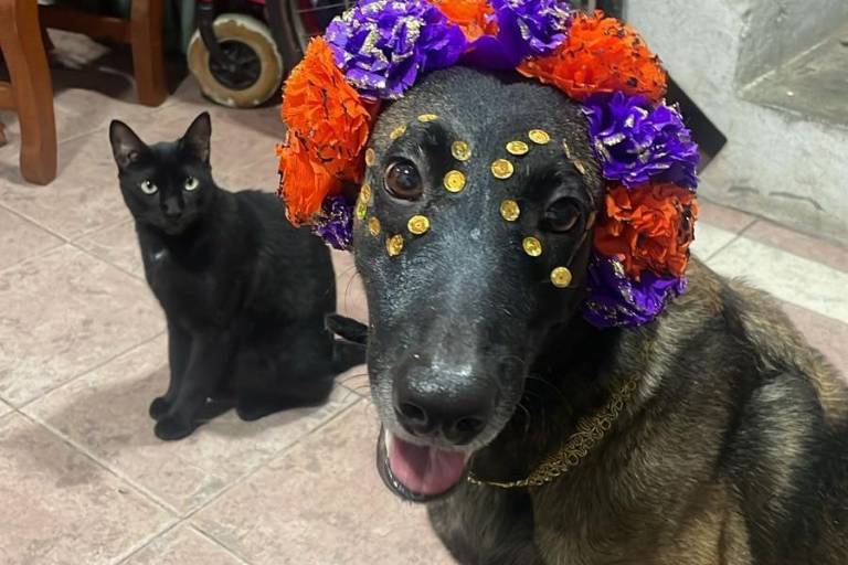 Mascotas vendrán a visitar a sus amos este Día de muertos de animales