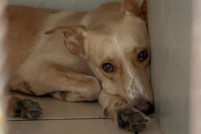 Ante ‘Lidia’, llaman a dar hogar temporal a perros y gatos de Amigos de los Animales