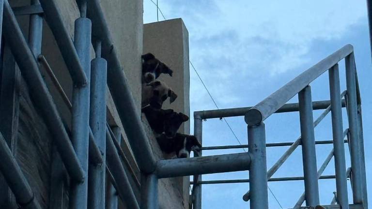 Los siete perros rescatados fueron trasladados a las instalaciones de Fundación Laika, donde recibirán atención y valoración.