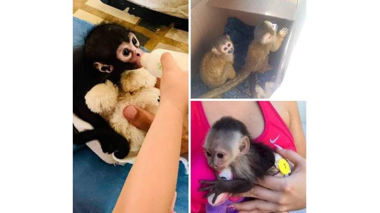 La Azcarm exigió a la Profepa y a las autoridades competentes sanciones contundentes para quienes compren, vendan o posean estos primates.