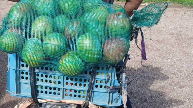 En Escuinapa productores de mango reportan el robo de la fruta.