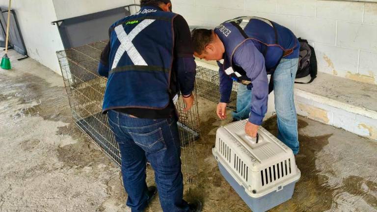 Personal de Ecología de Mazatlán rescata un perrito en el Centro de la ciudad por presunto maltrato animal.