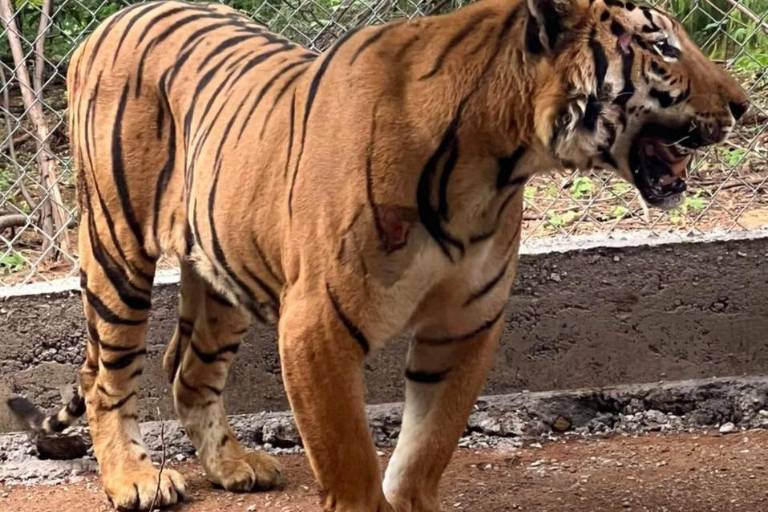 Capturan a tigre de bengala que merodeaba zona de conflicto en Alta Rosa, en municipio de Elota