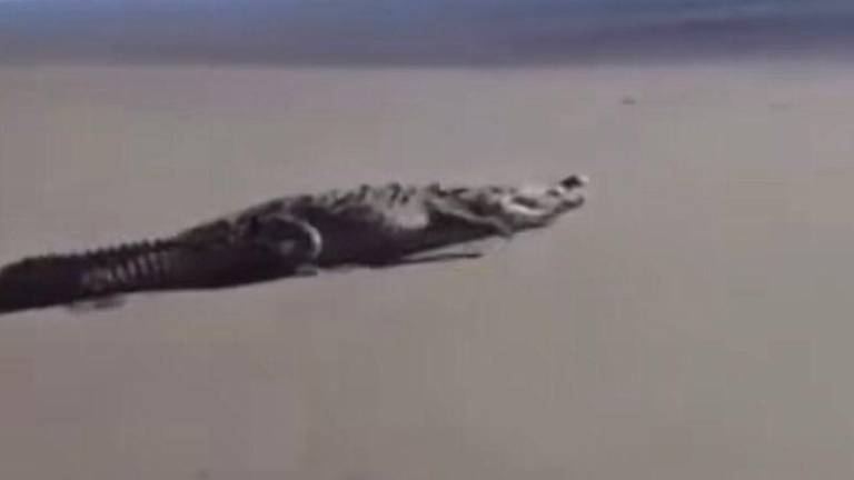 VIDEO: Captan a cocodrilo paseando en playas de El Tambor