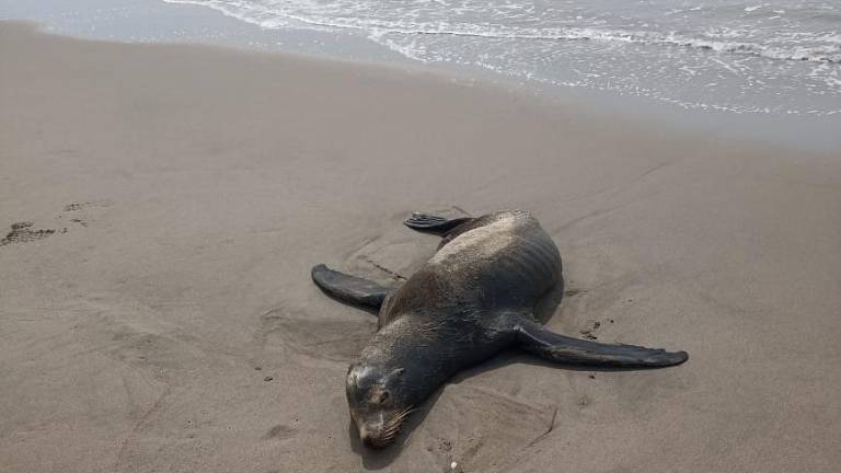Autoridades atendieron el reporte de un lobo marino varado en playas de La Guásima, en Rosario.