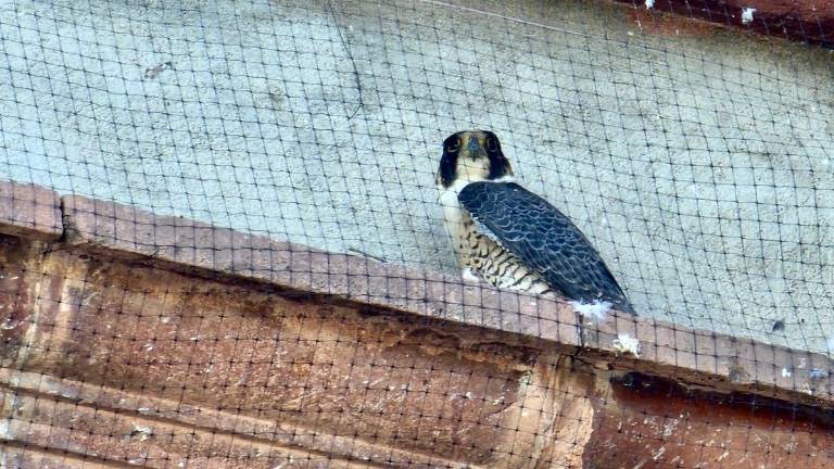 Personal de Protección Civil y del GEPA realizó las maniobras para rescatar al halcón atrapado en la parte alta de la iglesia Sagrado Corazón de Jesús,