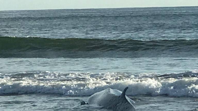 Reportan ballena varada en la playa ubicada en Palmito del Verde, en Escuinapa