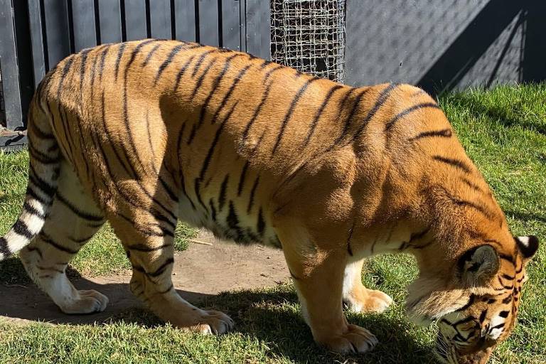 En las garras de Black Jaguar White Tiger