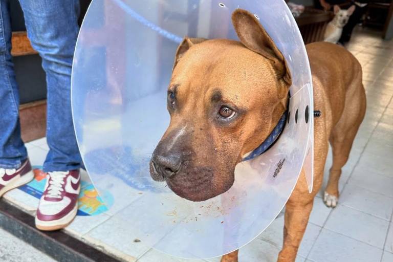 El perrito ‘Máster’, lesionado por un artefacto explosivo, ya está en su casa recuperándose