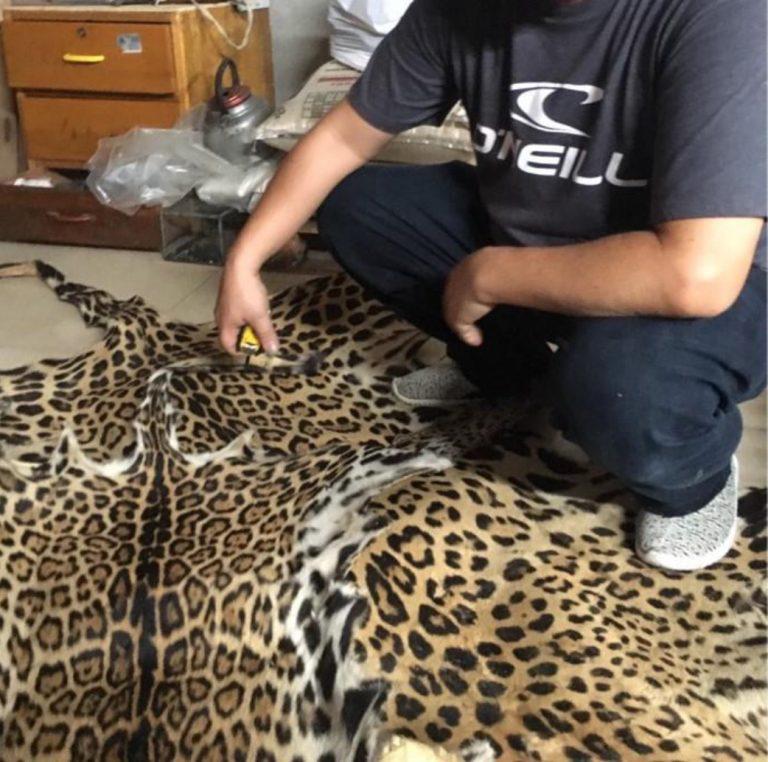 $!Durante la detención de cinco ciudadanos chinos se logró la incautación de partes de jaguar.