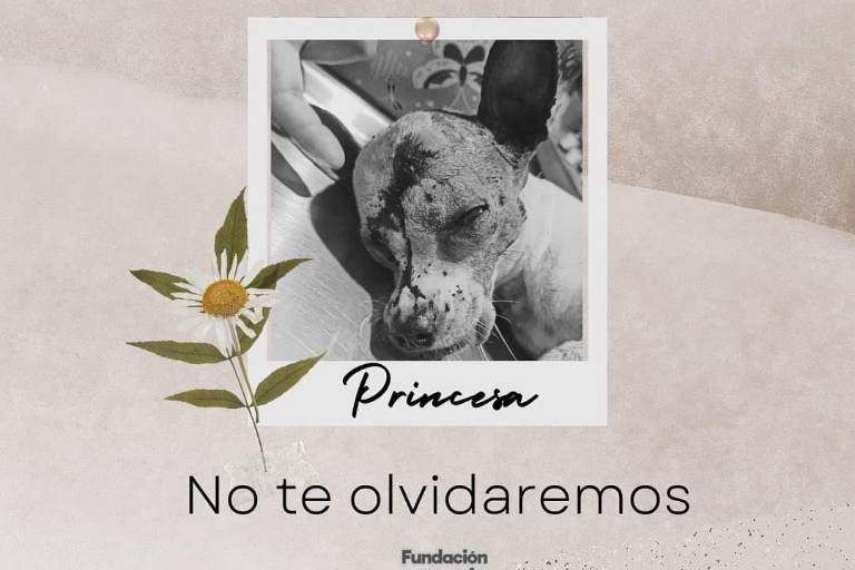 Fallece perrita tras ser agredida por un guardia de seguridad en Culiacán