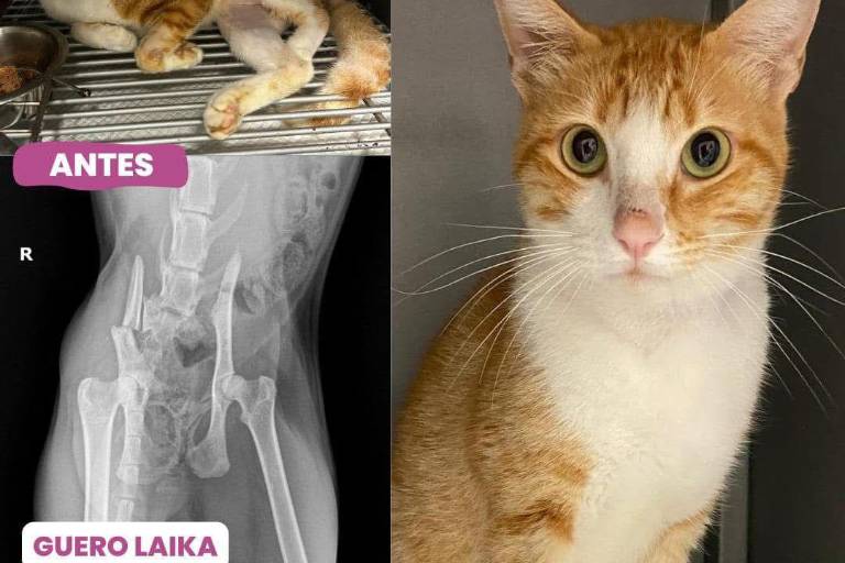 Ley de Protección a los Animales de Sinaloa es letra muerta, señala Fundación Laika