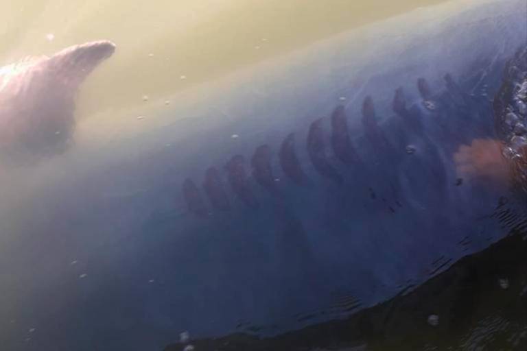 Confirman autoridades heridas del ‘Pechocho’, permanecerá aislado