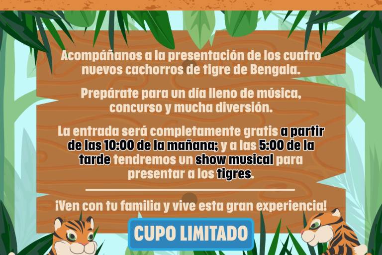 Llegarán este viernes cuatro cachorros de tigre de bengala al Zoológico de Culiacán