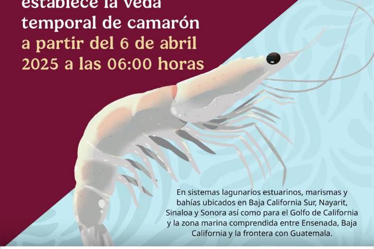 Este domingo 6 de abril inicia la veda del camarón en México