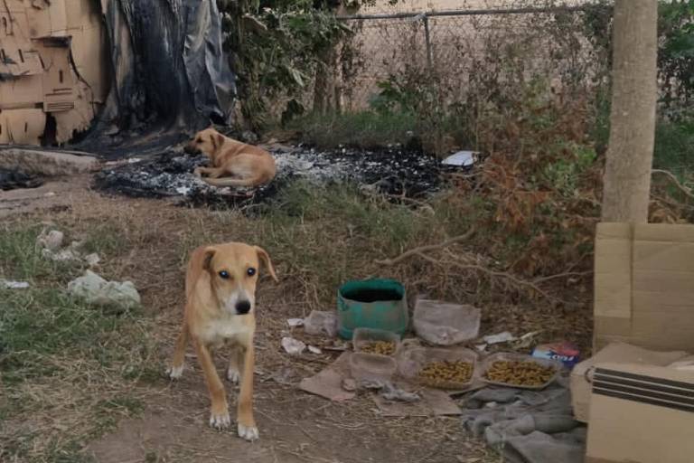 Así puedes rescatar a un perro o gato en situación de calle, según activista