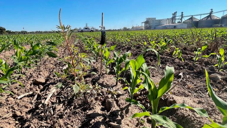 Se tuvieron buenos resultados en la instalación de dispensadores de feromonas de confusión sexual, previo a la germinación del cultivo (después de la siembra) en toda la extensión del cultivo.
