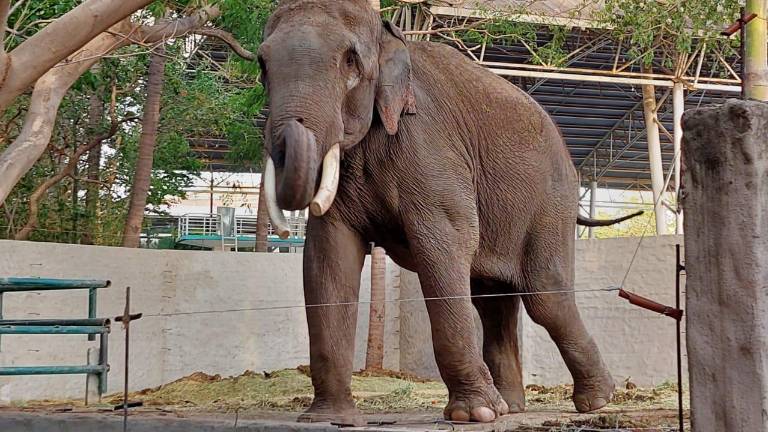 Big Boy se encuentra en óptimas condiciones para ser llevado a su hogar.