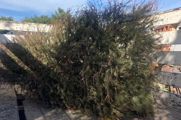 Activan centro de acopio de árboles navideños en Rosario