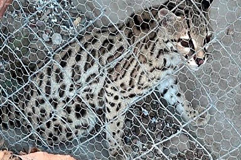 Tenían de todo en inmueble de Culiacán; les aseguran drogas, armas, dinero y hasta un margay