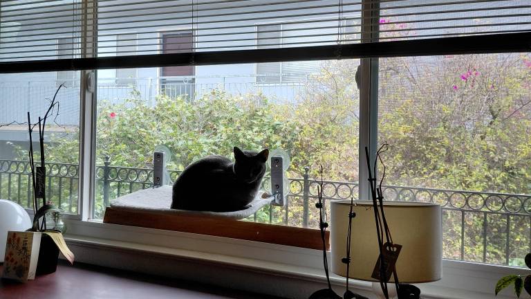 Gato en la ventana.