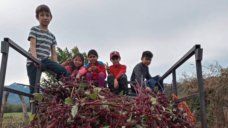 Familias se unen para realizar la cosecha de jamaica en Las Habitas, Rosario