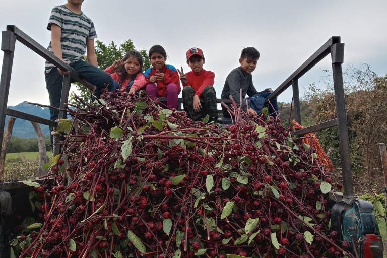 Familias se unen para realizar la cosecha de jamaica en Las Habitas, Rosario