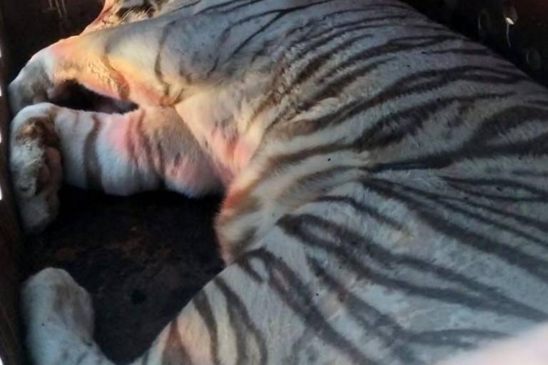 Rescatan a dos tigres blancos en Culiacán tras operativo militar en Barrancos