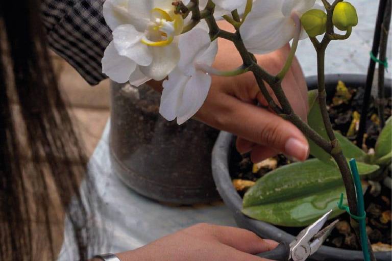 Todo listo para el Festival de Flores: un jardín de orquídeas