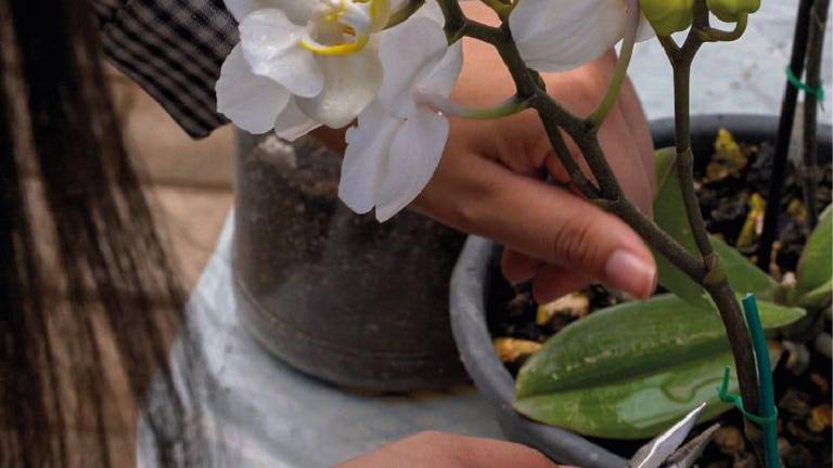 Durante el festival se inaugurará un orquideario.