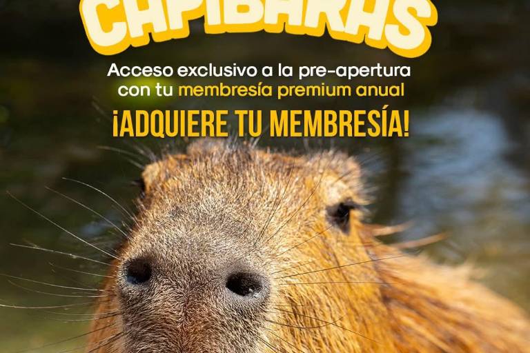 Abrirán nuevo hábitat de capibaras en Gran Acuario Mazatlán