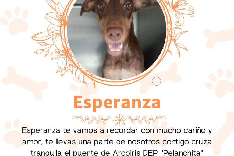 Fallece Esperanza, la perrita baleada en Culiacán
