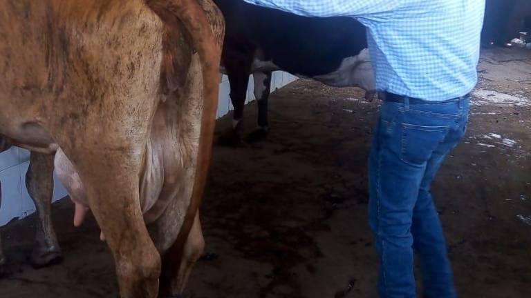 En Mazatlán arranca programa de inseminación artificial de 1,500 cabezas de ganado