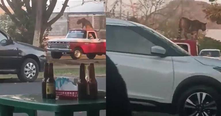 Un felino amarrado en una camioneta fue visto por las calles de Parácuaro ante el asombro de los habitantes.