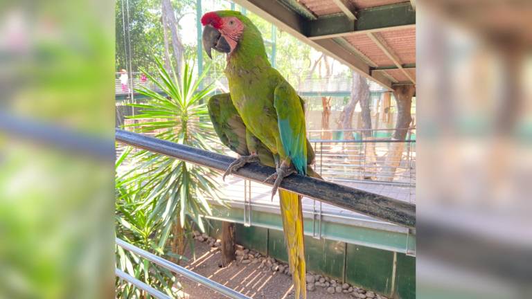Viven un verano en contacto con el reino animal en el Zoológico de Culiacán