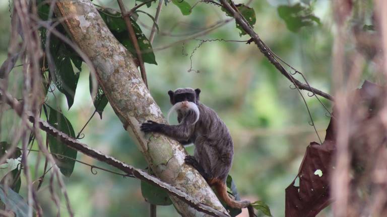 Un estudio identificó los corredores naturales más importantes para conectar la Amazonía con los Andes.