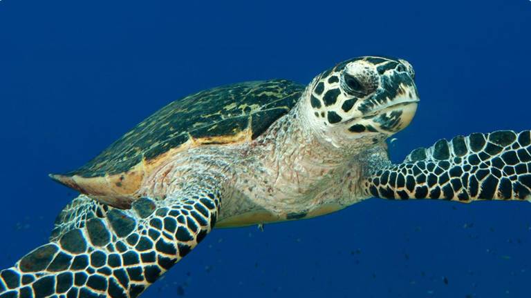 La tortuga Carey se encuentra en peligro crítico de extinción.
