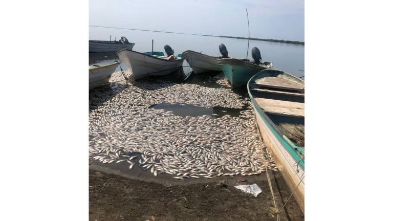 Sorprende a Yameto miles de sardinas muertas; arribaron a las playas y dejan fuerte olor